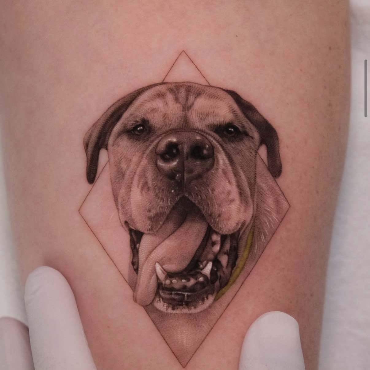 Ali Dundarr — Pet portrait Ebenezer