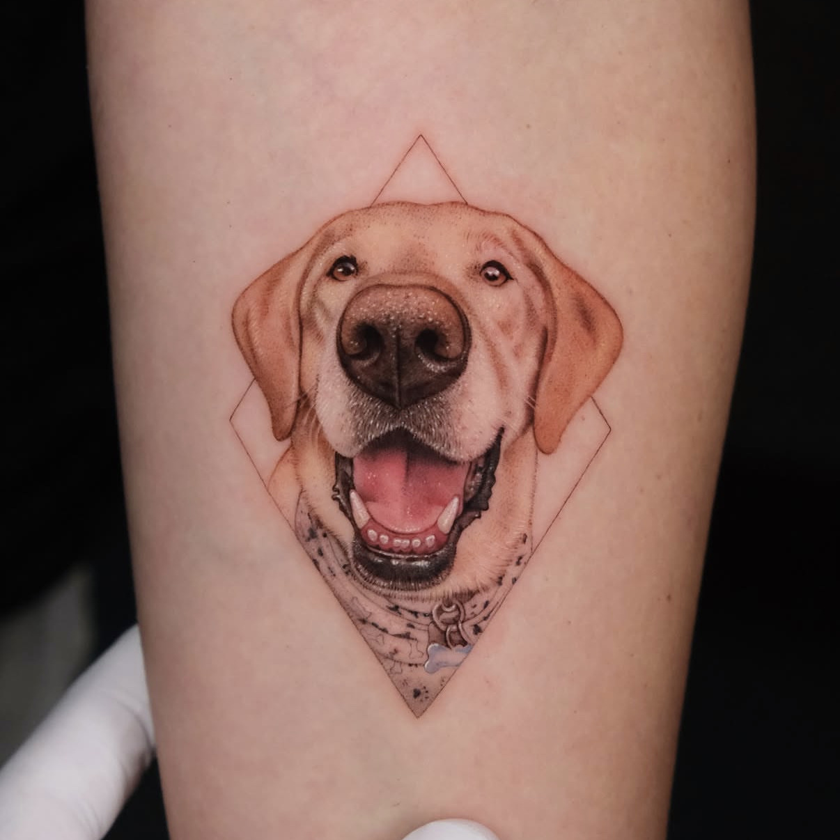 Ali Dundarr — Pet portrait Jace
